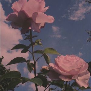 Meet your Posher, Nellie